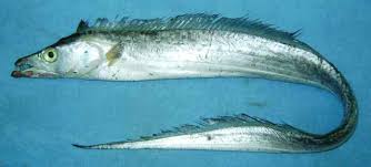 Ribbonfish in Ghana: A Fishery at Risk