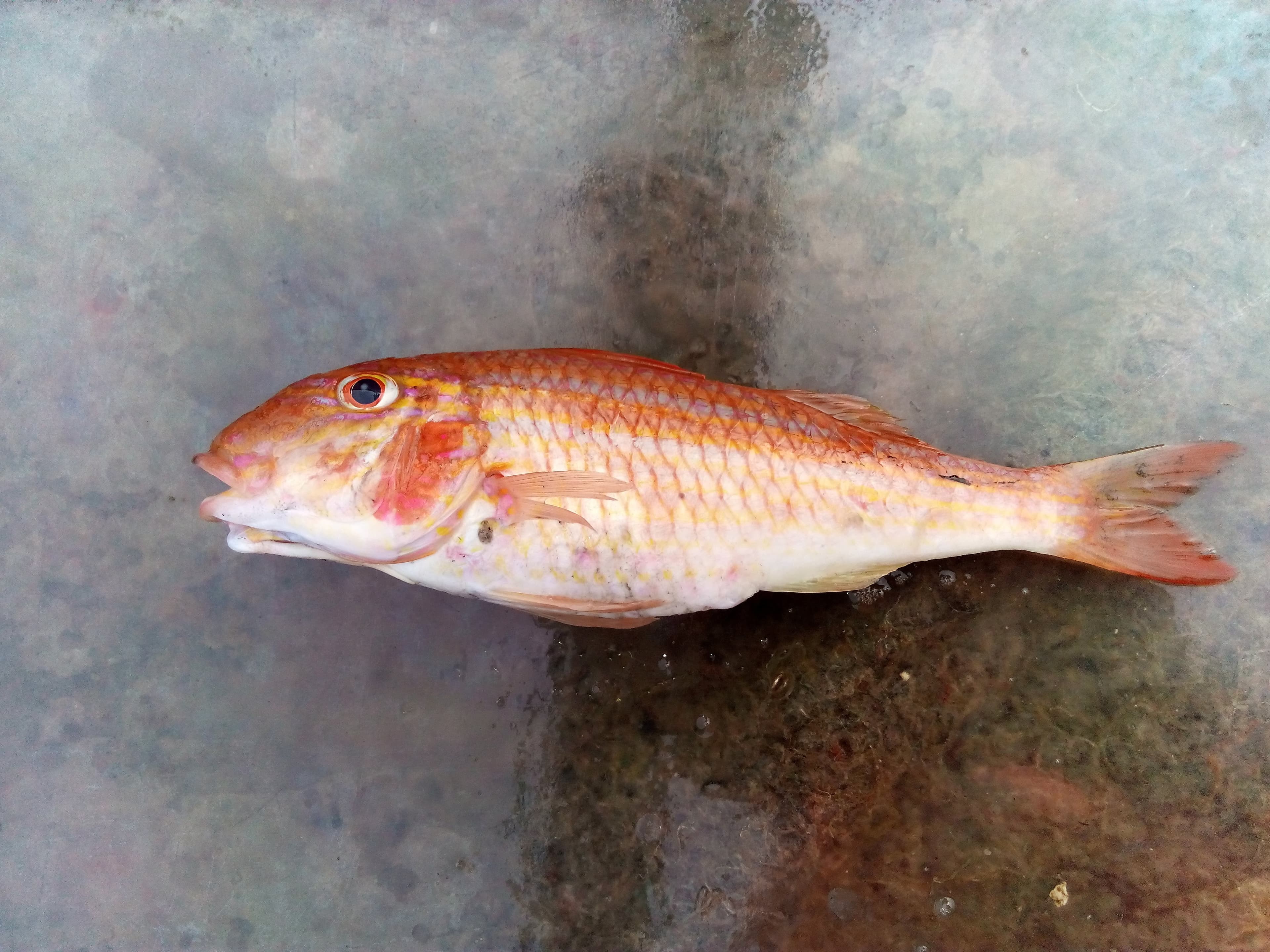 Management Insights from the Stock Assessment of West African Goatfish (Pseudupeneus prayensis) in Ghanaian Coastal Waters