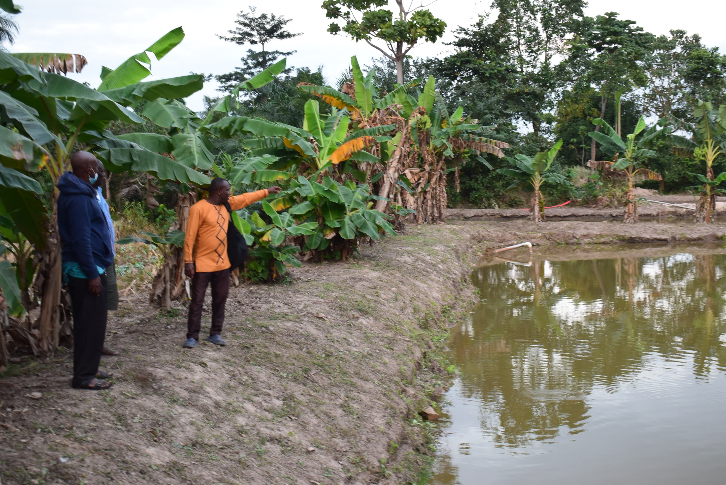 Strengthening Aquaculture Through Record-Keeping: Evidence from Ghana’s Bono East Region