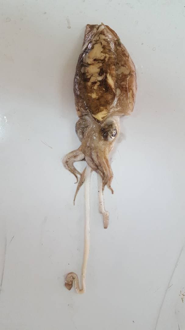 Scientific Insights into Sepia officinalis for Precautionary Fisheries Management in Ghana
