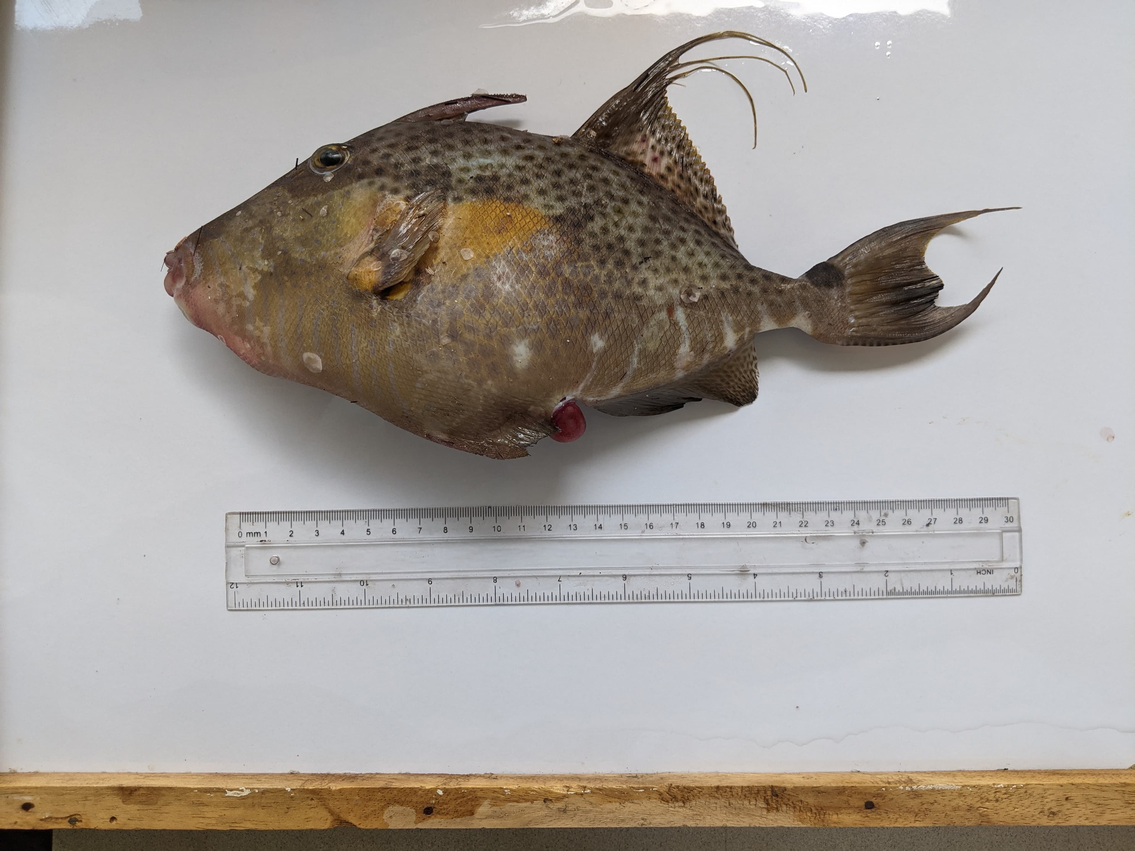 Overexploited Bluespotted Triggerfish (Balistes punctatus) in Ghana: Length‑Based Stock Assessment Insights